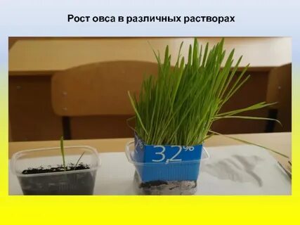 Исследователь поместил растения овса