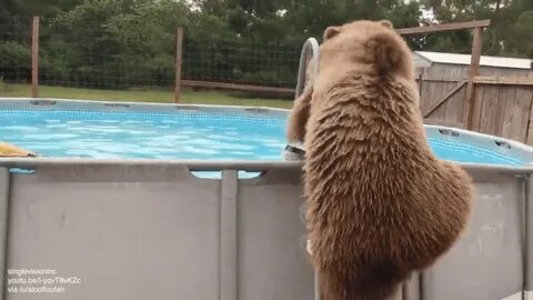 Slow bear