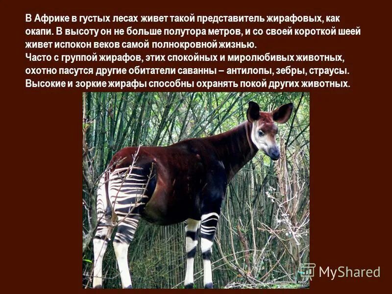 На каком материке обитает окапи. Окапи конго. среда обитания окапи. заповедник окапи. окапи в африке интересные факты.