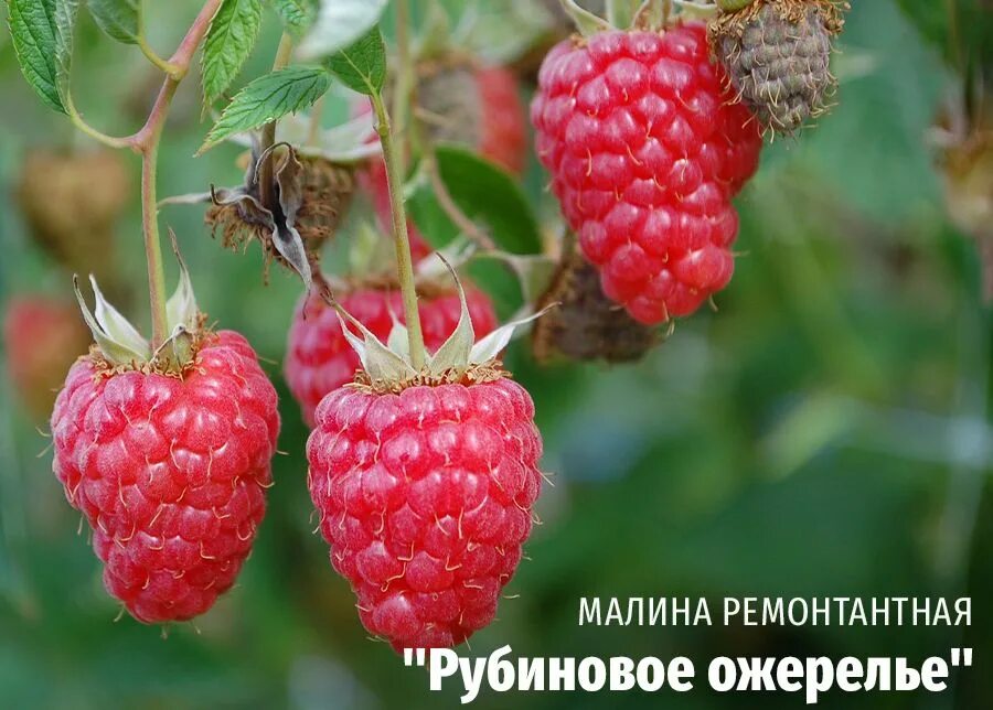 Малина грибановский. Малина новокитаевская. Рассада малины. Малина ремонтантная похвалинка. Малина столешник.