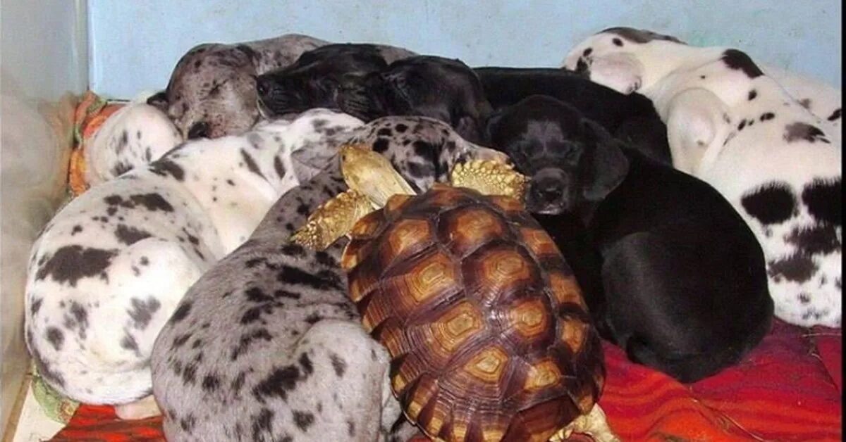 Черепашка и собака. Черепаха собака. Черепаха и собачка. Собака кошка черепаха. Черепаха собака.