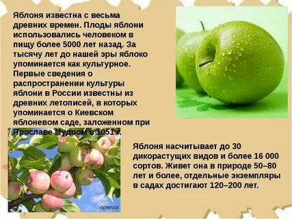 Происхождение яблони