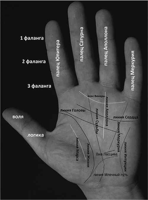 Определить человека по руке