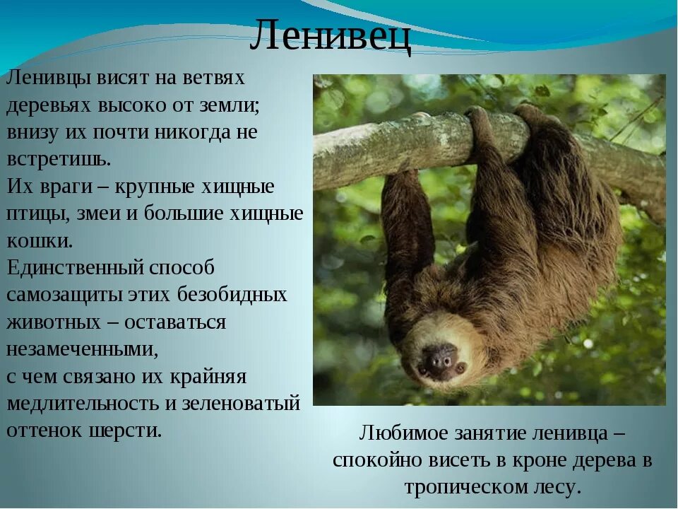 Растительность южной америки. Представители южной америки (животные). Животные южной америки проект. Животные мир южной америки. Сообщение растительный и животный мир южной америки.