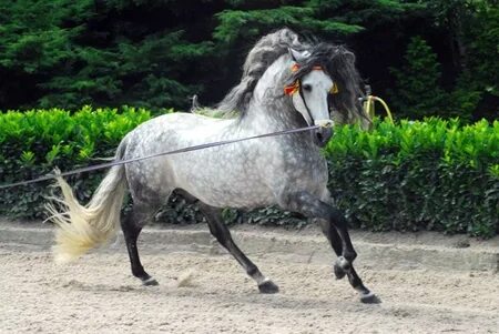 Silver beauty