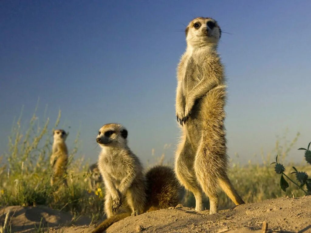 Милые сурикаты. Сурикат. Морской сурикат. Сурикат подвиды. Сумчатый сурикат.