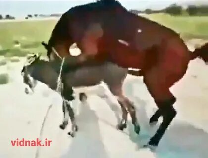 جفت گیری اسب با خر و جفتگیری خر و اسب. 