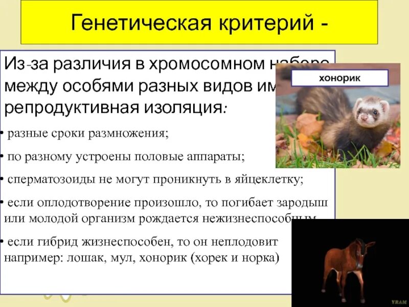 Результат ослабления репродуктивной изоляции между видами. Генетический критерий. Виды репродуктивной изоляции.