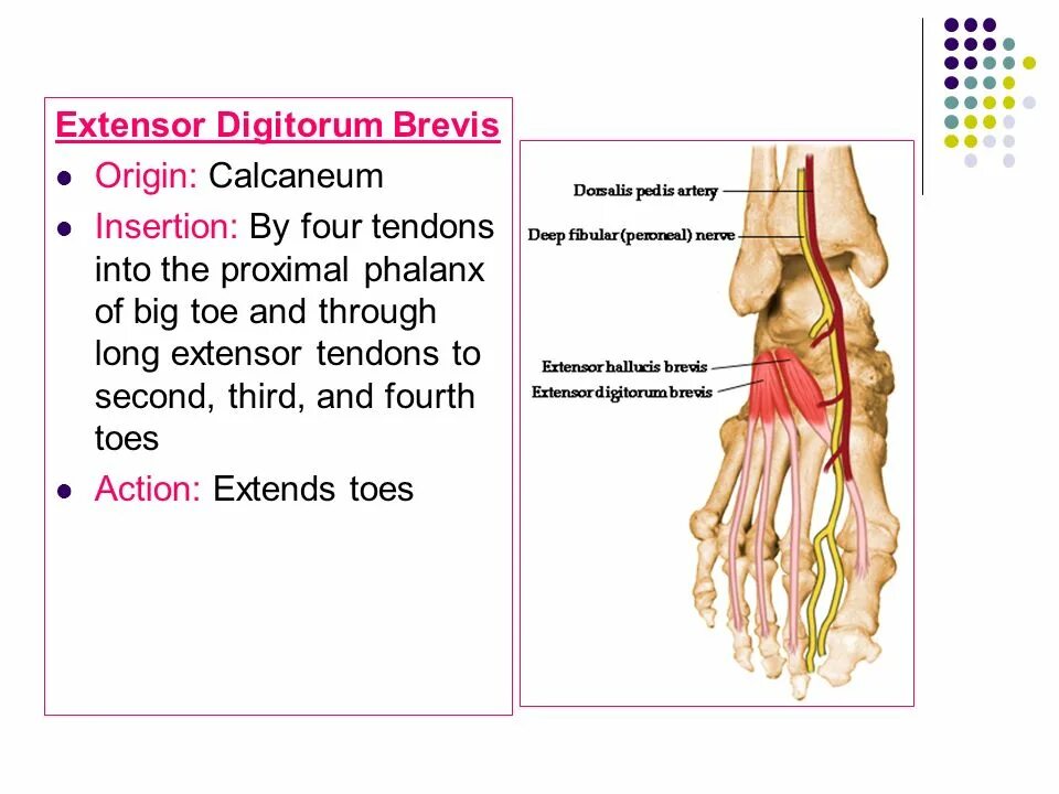 M extensor digitorum. Abductor hallucis extensor digitorum. m extensor digitorum brevis. m extensor hallucis brevis. m. flexor digitorum brevis pedis.