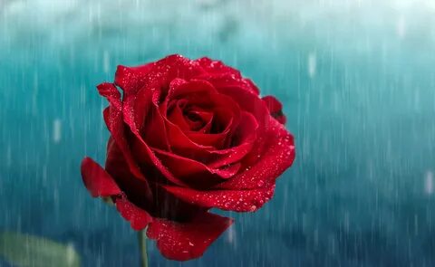 Rose под