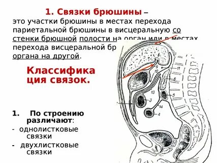 Связки орган