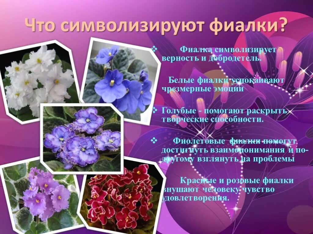 Цветов 5 классов. Фиалки презентация. Презентация на тему фиалка. Цветы фиалки для презентации. Презентация комнатное растение фиалка.