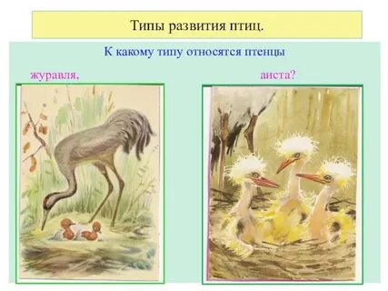 Типы развития птиц