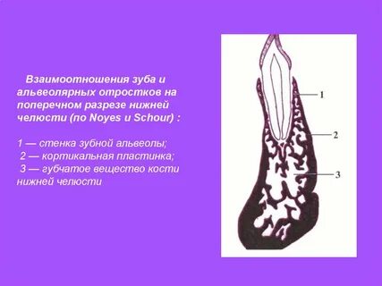 Пластинки отростков