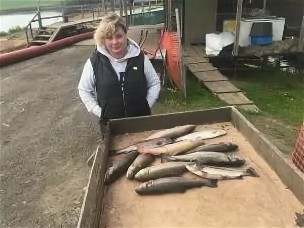 Платный пруд в Юсупово Домодедовский район. Рыбалка в Юсупово Домодедовский район. Юсупово платная рыбалка. Добрый клев юсупово