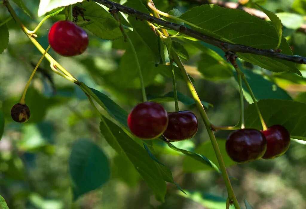 Самоплодные сорта вишни для подмосковья. Вишня шоколадница дерево. Славянка и вишня. Черешня регина. Самоплодные сорта вишни для подмосковья.