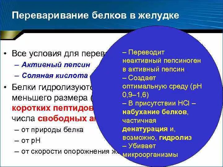 Переваривание белков в желудке. Условия необходимые для переваривания белков в желудке. Переваривпние белка в желудке. Ферменты гидролизующие белки в желудке.