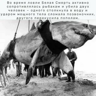 Большая белая проблема