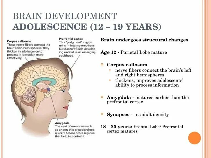 Brain development. Adolescence brain. brain developing.