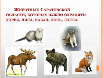 Животные саратовской