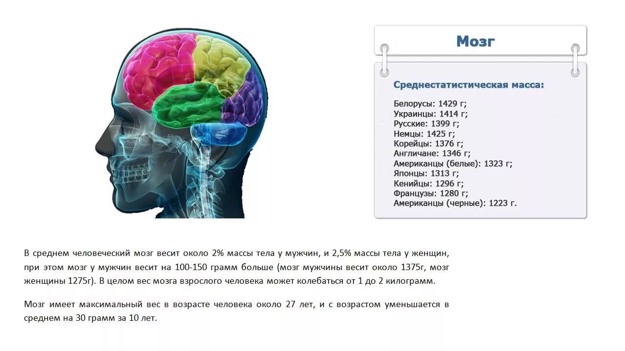 Мозг весит. Вес мозга среднестатистического человека. Объем головного мозга у взрослого человека. Средний вес мозга мужчины.