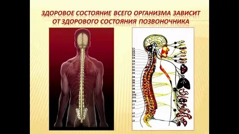 Зависит от организма