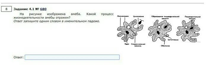 Амеба обыкновенная передвигается с помощью тест ответы. Строение и жизнедеятельность амебы обыкновенной. амеба строение питание размножение. схема связи функций у амёбы. амеба таблица.