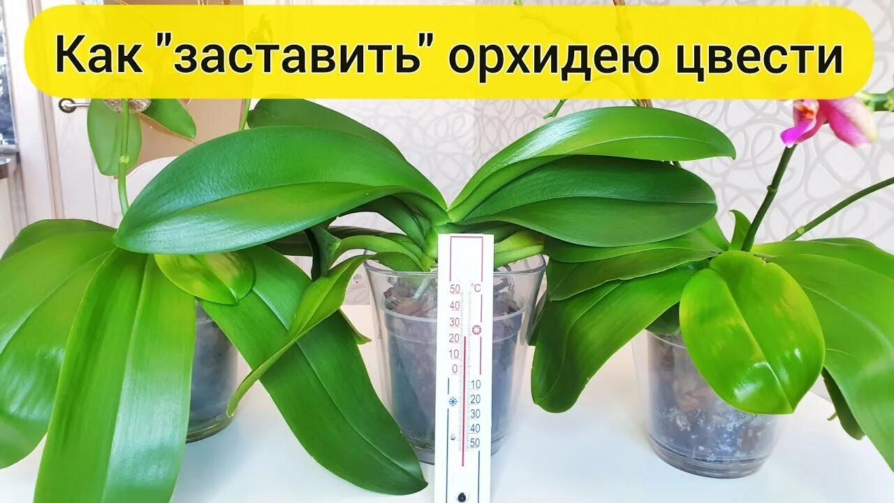 Не цветет орхидея что делать чтобы зацвела
