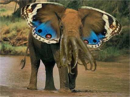 Scary animals
