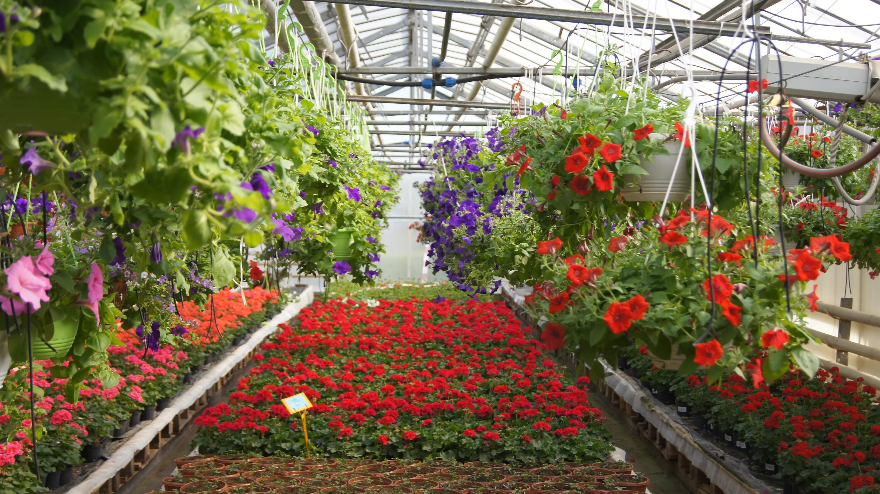 питомник вашутино химки. питомник вашутино химки. питомник вашутино химки. питомник вашутино зубцовский. садовый питомник вашутино г химки.