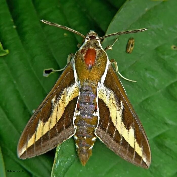 где бражников. бражник подмаренниковый бабочка. глазчатый бражник бабочка. бражник подмаренниковый бабочка. бражник подмаренниковый бабочка.
