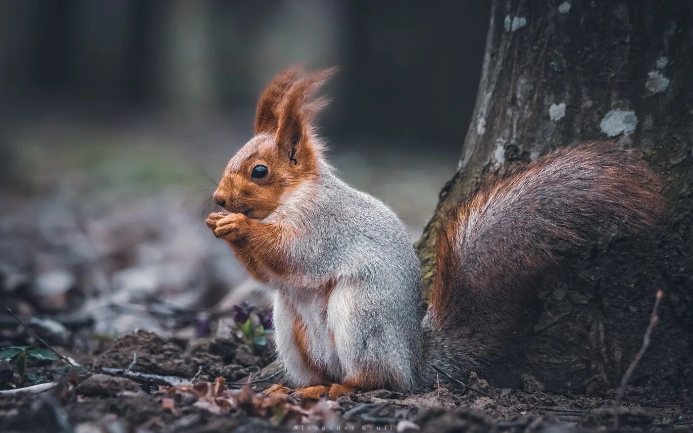Шубки беличьи носила. Шубки беличьи носила. Шубки беличьи носила. Белка зимой и летом. Белка смена шубки.