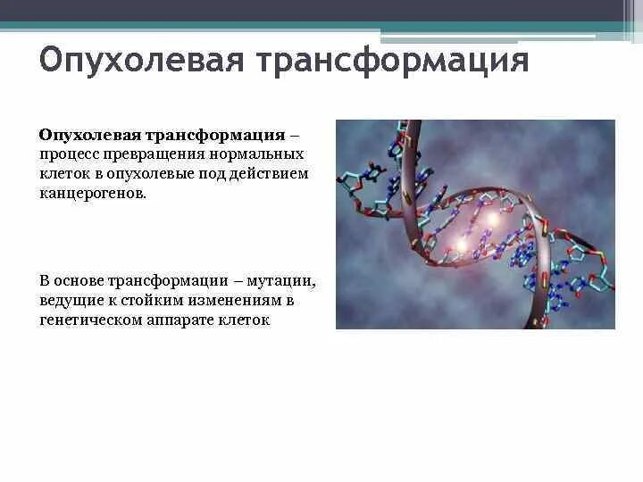 Генетический аппарат вируса представлен молекулой. Опухолевая трансформация. Трансформация опухоли это. Злокачественная трансформация клеток. Опухолевая трансформация клеток.