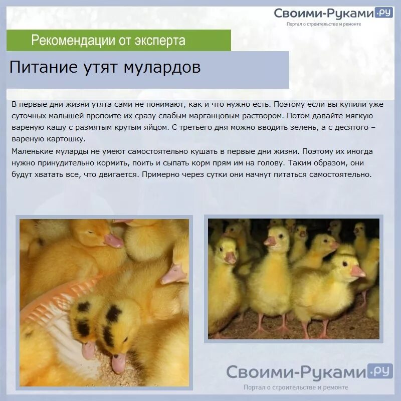 Какую температуру выдерживают утки