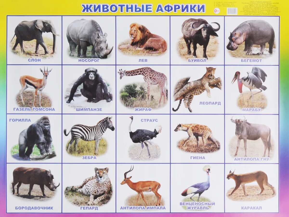 Перечислить животных африки. Африканские животные названия. животные африки для детей. жывотние африки плакат ъ. животные живущие в африке.