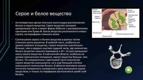 Какую функцию выполняет белое вещество