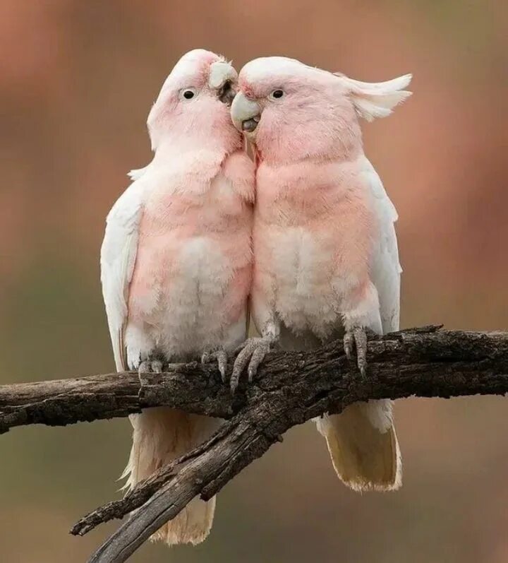 Попугаи парочки. Волнистые попугайчики неразлучники. Неразлучники попугаи. Неразлучники попугаи альбиносы. Парочка попугайчиков.