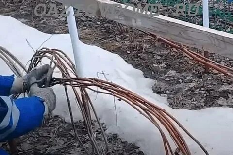 Стерилизация малины на зиму