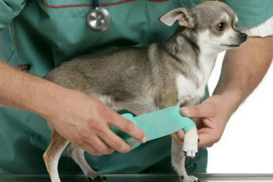 Оказание медицинской помощи животному. Гипсовые повязки у животных.