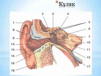 Есегің мен тесігің жыртылып қалады