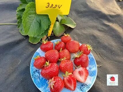 Клубника элли