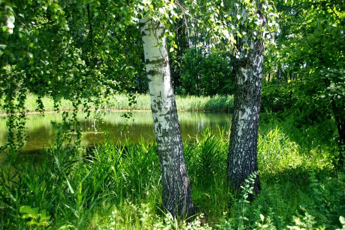 Березки водохранилище