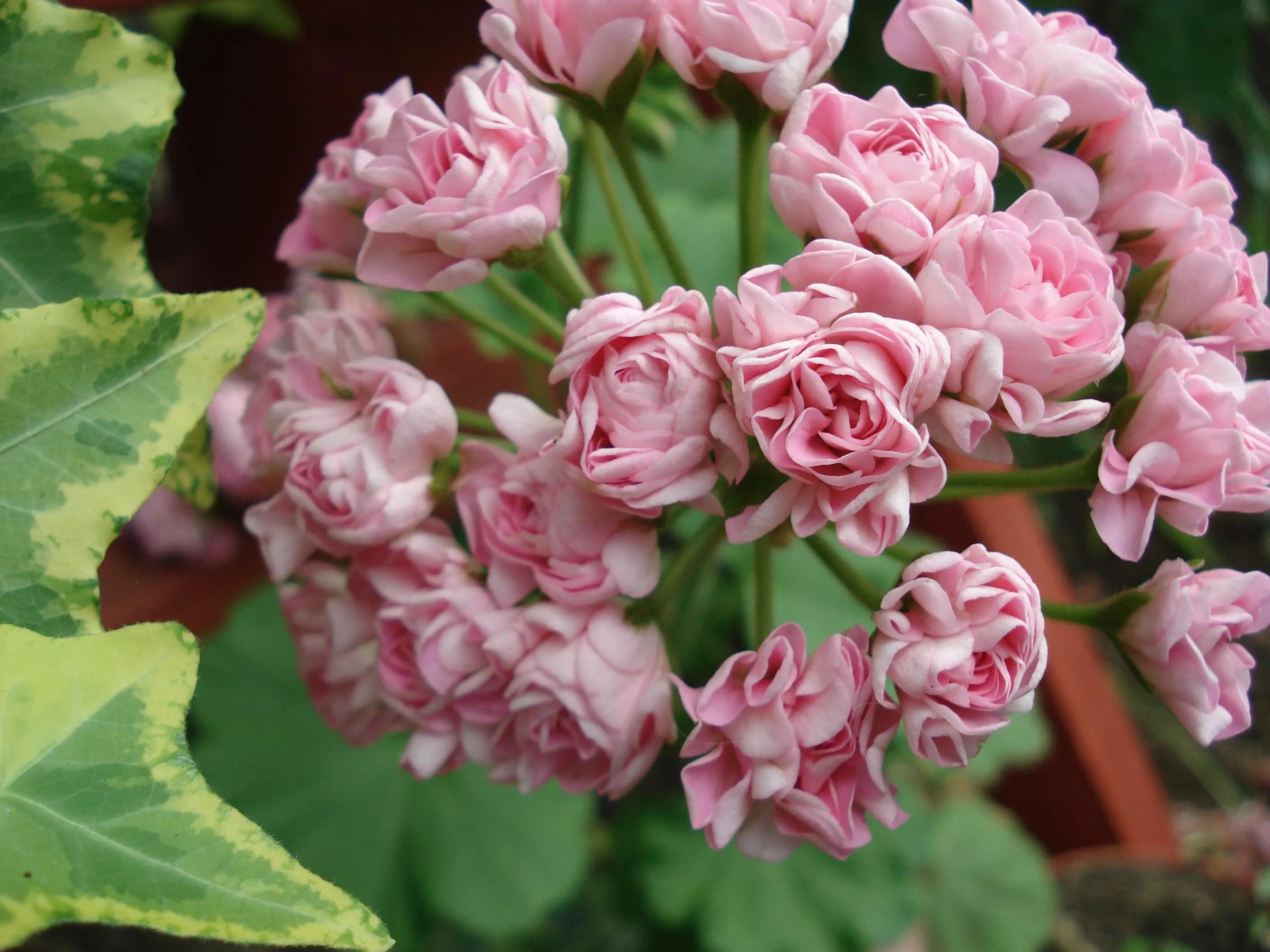 Герань пинк. Пеларгония Pink Rosebud. Пеларгония Australien Pink Rosebud. Australian Pink Rosebud пеларгония. Пеларгония Swаnlаnd Рink/аustrаliаn Рink Rоsеbud.