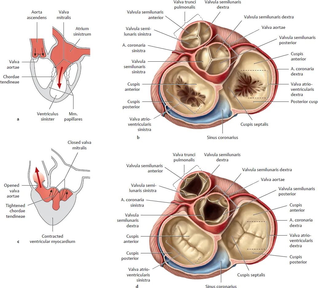 Миокард латынь. Клапаны сердца анатомия латынь. Трехстворчатый клапан сердца анатомия. Трехстворчатый клапан анатомия латинский. Трехстворчатый клапан сердца латынь.