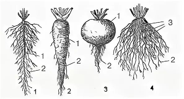 корни 5 6 класс. корни 5 6 класс. типы корневых систем. видоизменение кооненб. корни 5 6 класс.