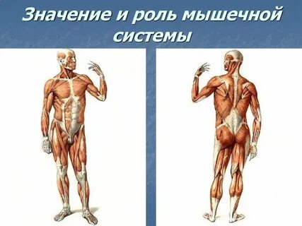 Наука о мышцах