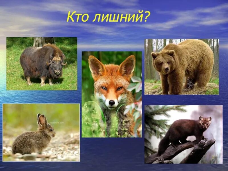 Природные зоны России. Кто лишний. Растения и животные кто лишний. Четвертый лишний Дикие животные.