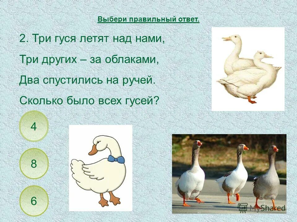 Какого цвета туловище у гуся. Загадка про гуся. Задача про гусей решение. Имеется 3 курицы 4 утки и 2 гуся сколькими способами. Гусь и гуси со звуковой схемой.