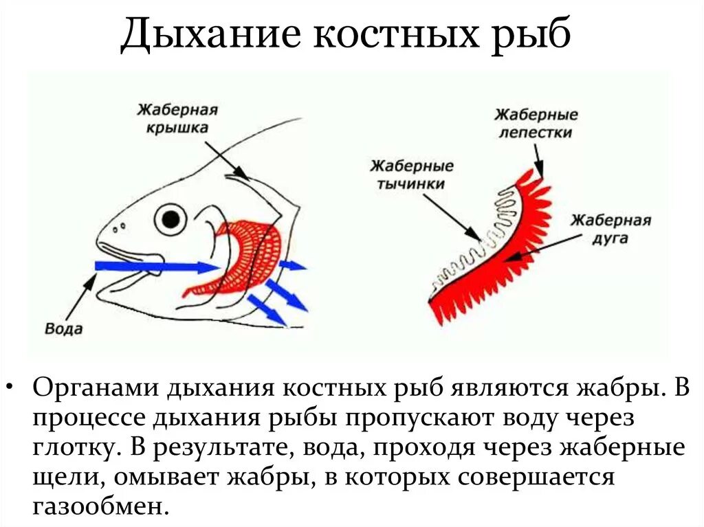 Ухо класс рыбы. Дыхательная система костистых рыб. Схема жаберного дыхания рыб. Схема жаберного аппарата костистой рыбы. Дыхательная система костных рыб схема.