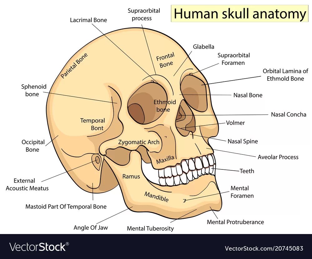 Череп человека биология. Кости черепа анатомия. Skull Parts. Bones osu